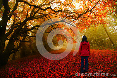 fairytale-forest-red-path-28894020