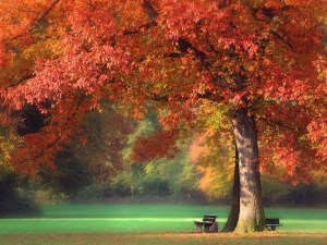 autumn-fall-nature-tree-outdoors