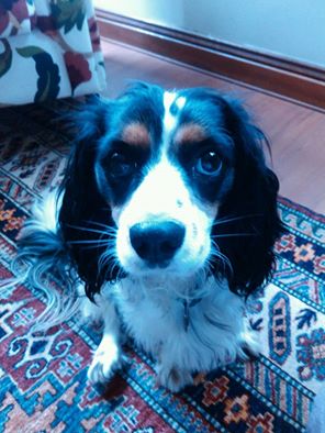 1965019_664983126896095_1051820609_n