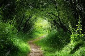 woodland-path
