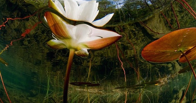 ARKive image ARK019510 - White water-lily