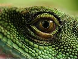 Lizard Eye