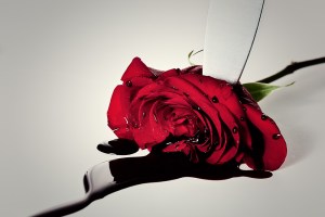 Red Rose 2