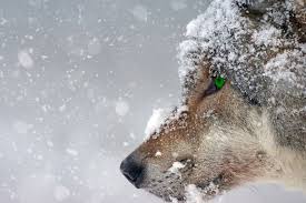 Snow wolf