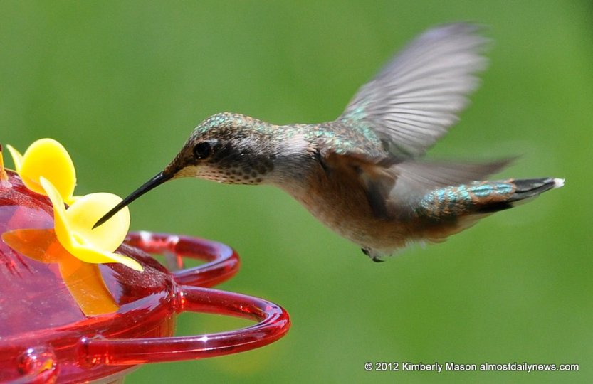 Bird nectar.jpg