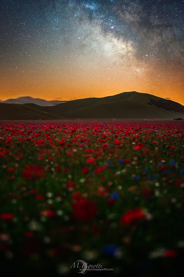 Dark poppy field