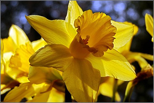 Daffodil.jpg