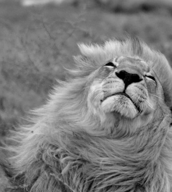 Lion in the Wind.jpg